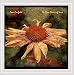 Song Saving Daylight by Tom Caufield on The Slow Dance of Time at Amazon