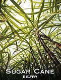 Sugar Cane
