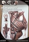 Anatomy Workshop, Volume 5: Structure and Anatomy of the Human Torso with Charles Hu