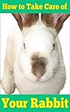 How To Take Care Of Your Rabbit For First Time And Pro Owners Of Furry Friends English Edition