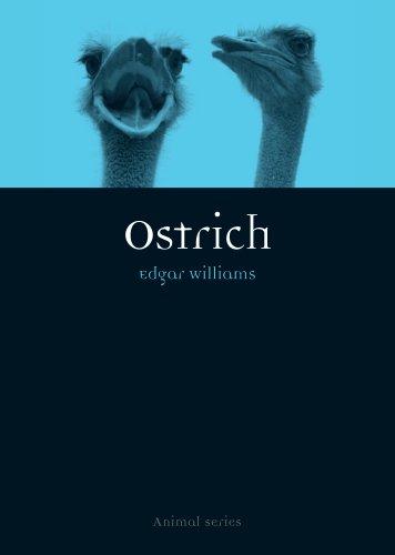 Ostrich (By: Edgar Williams) cover