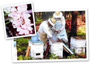 国産 アカシアはちみつ