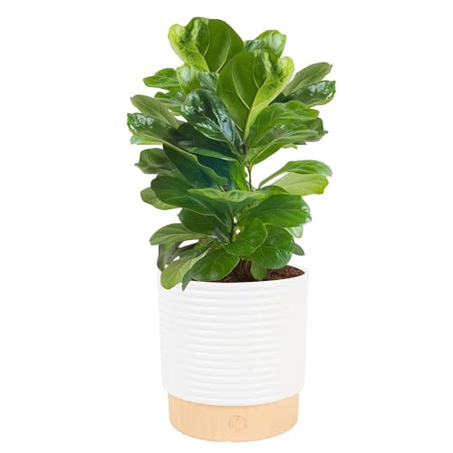 Costa Farms Little Fiddle Leaf Fig, Live Indoor Ficus Lyrata Plant in Indoors Garden Plant Pot, Houseplant in Potting Soil, Housewarming, Birthday Gift, Office, Home, and Room Decor, 1 Foot Tall
