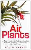 Air Plants A Beginners Guide To Understanding Air Plants Growing Air Plants And Air Plant Care