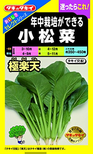 初心者におすすめな家庭菜園の野菜・人気投票&ランキング 1位 小松菜の画像