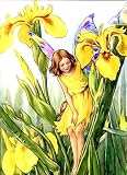 Counted Cross Stitch Pattern The Iris Fairy By Cicely Mary Barker Professionally Edited Fairies Flower Fairies The Flower Fairy Series English Edition