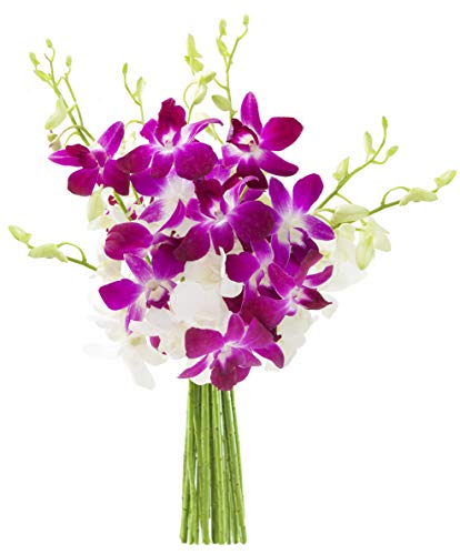 KaBloom Flowers - Exotic Opal Orchid Bouquet of Purple and White Orchids without Vase - Gift for Birthday, Sympathy, Anniversary, Get Well, Thank You, Valentine, Mother’s Day Fresh Flowers
