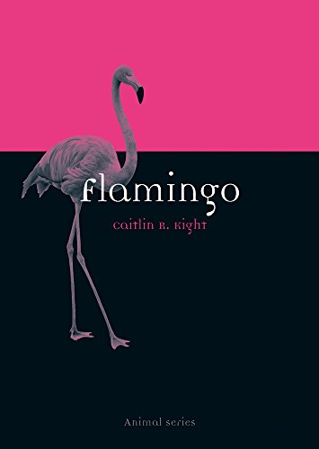 Flamingo book cover