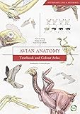 Avian Anatomy Textbook And Colour Atlas Second Edition English Edition