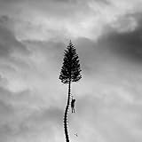 A Black Mile To The Surface (2017)