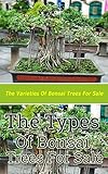 The Types Of Bonsai Trees For Sale The Varieties Of Bonsai Trees For Sale English Edition
