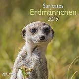 Erdm%C3%A4nnchen 2019 Brosch%C3%BCrenkalender: Suricates