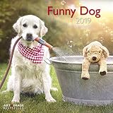 Funny Dog 2019 Brosch%C3%BCrenkalender