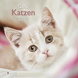 Katzen 2019 Brosch%C3%BCrenkalender