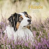 Hunde   Dogs 2019 Brosch%C3%BCrenkalender