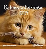 Schmusekatzen 2019 Postkartenkalender