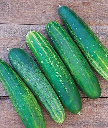 Burpee Straight Eight Slicing Cucumber Seeds 200 seeds Grow crunchy cucumbers