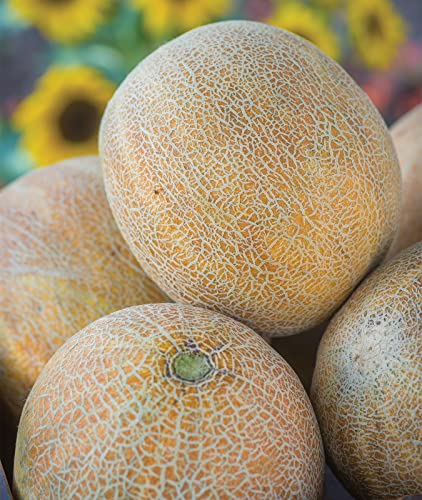 Burpee Ambrosia Cantaloupe Seeds