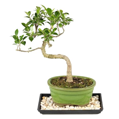 Brussel's Bonsai Live Golden Gate Ficus Indoor Bonsai Tree - Small, 4 Years Old, 5 to 8 In - Live Bonsai Tree in Ceramic Bonsai Pot with Humidity Tray