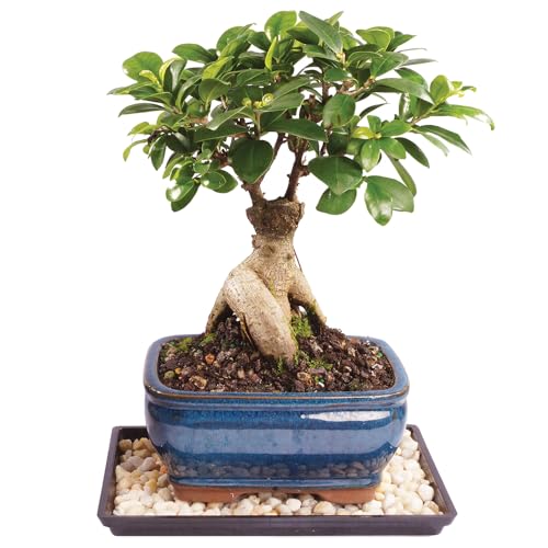 Brussel's Bonsai Live Ginseng Ficus Indoor Bonsai