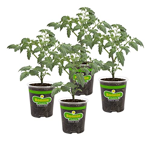 Bonnie Plants Husky Cherry Red Tomato Plant 4-Pack for $17 + $9.99 shipping