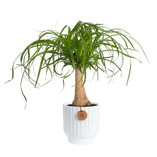 Costa Farms Ponytail Palm Bonsai, Easy to Grow Live Indoor Plant in Indoors Garden Planter Pot, Air Purifying Houseplant, Housewarming, Birthday Gift, Office, Home, and Room Décor, 1 Foot Tall