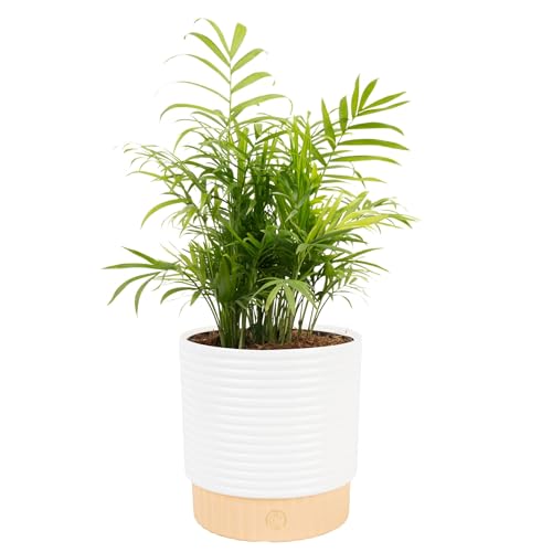 Costa Farms parlor palm in floor pot