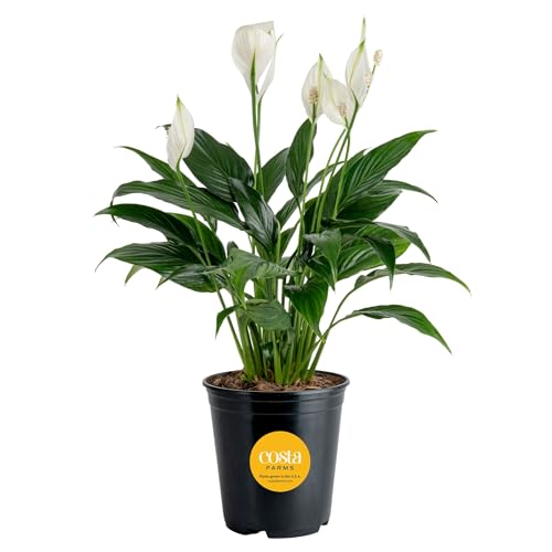 Costa Farms Peace Lily, Live Indoor Plant with Flowers, Air Purifying Houseplant in Nursery Planter Pot, Potting Soil, Thinking of You Gift, Plants Room Decor, 1 Foot Tall