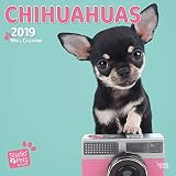 Chihuahuas By Studio P 2019 Square Wall Calendar