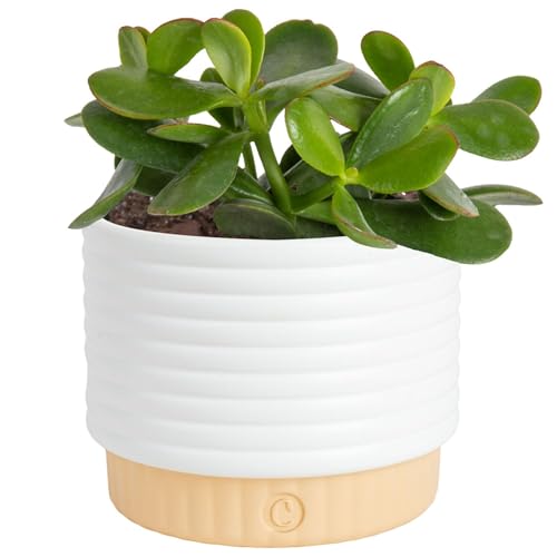 Costa Farms Succulent Live Plant, Jade Plant, Potted in Modern Decor Planter with Potting Soil Mix, Beautiful Room or Office Decor, Housewarming, Birthday Gift, 6-Inches Tall