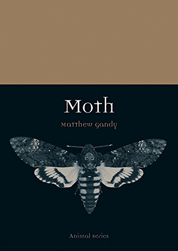 Moth (By: Matthew Gandy) cover