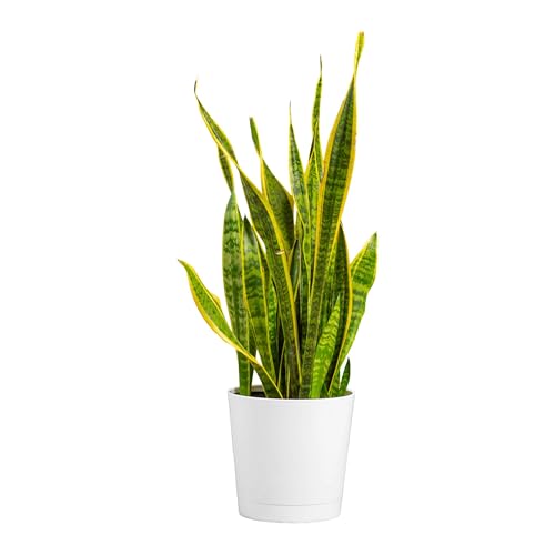 Costa Farms Premium Live Indoor Snake Sansevieria Floor Plant Shipped in Décor Planter, 2-Feet Tall, Grower's Choice, Green, Yellow