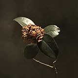 Young Sick Camellia (2018)