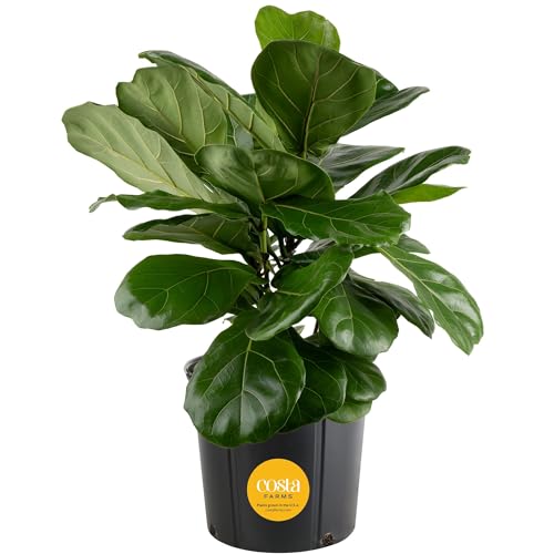 Costa Farms Fiddle Leaf Fig, Live Indoor Ficus Lyrata Floor Plant, Tropical Houseplant Potted in Nursery Planter, Housewarming, Birthday, Office and Living Room Decor, 2-3 Feet Tall