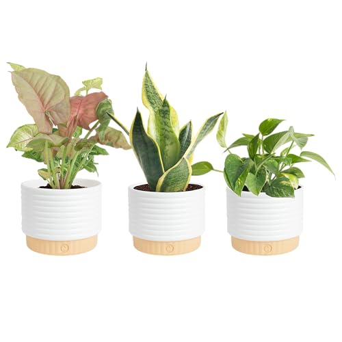 Costa Farms Live Plants (3 Pack), Easy to Grow Real Indoor Houseplants, Air Purifying Plants, Grower's Choice in Home Décor Indoors Plant Pots, New House Gift or Room Décor