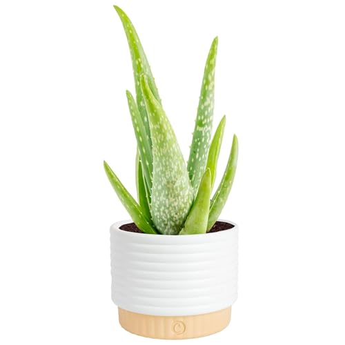Costa Farms Aloe Vera, Live Succulent Plant, Easy Care Indoor Houseplant in Modern Décor Planter, Room Air Purifier, Tabletop, Office, Desk or Home Décor, Birthday, Gardening Gift, 10-12 Inches Tall