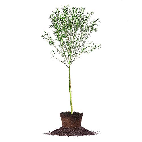 Weeping Willow 5-6'