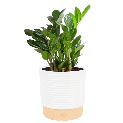 Costa Farms ZZ Plant, Live Indoor Houseplant in Modern Decor Planter, Natural Air Purifier in Potting Soil, Gift for Plant Lovers, Birthday Gift, Tabletop Living Room Decor, Desk Decor, 12-Inches Tall