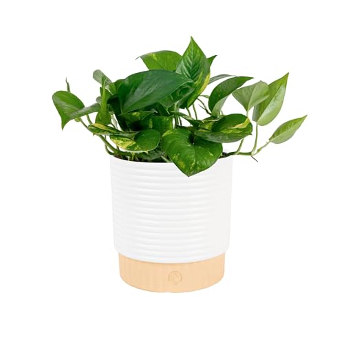 Costa Farms Golden Pothos Live Plant, Easy Care Indoor House Plant in Modern Decor Planter Pot, Potting Soil, Natural Air Purifier Houseplant, Housewarming Gift, Home Decor, Room Decor, 10-Inches Tall