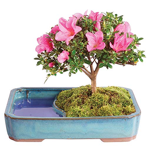 Brussel's Bonsai Live Satsuki Azalea Outdoor Bonsai