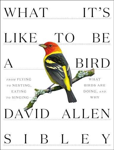 What It's Like to Be a Bird book cover