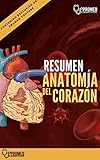 Resumen Anatoma Del Corazn Humano