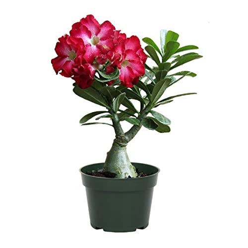 American Plant Exchange Desert Rose – Live 5-Inch Potted Flowering Succulent, Drought-Tolerant Bonsai-Style Plant for Indoor & Outdoor Gardens, Patios, and Home Décor