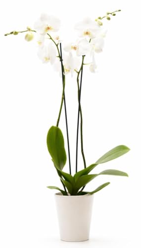 DecoBlooms Premium White Orchid Live Indoor Plant - 5 inch Blooms, Modern Pot Included, Gift Fresh Flowering Home Decor for Anniversary, Birthday, Congratulations, Get Well, Sympathy, Thank You