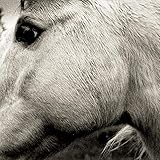 Bonny Light Horseman (2020)