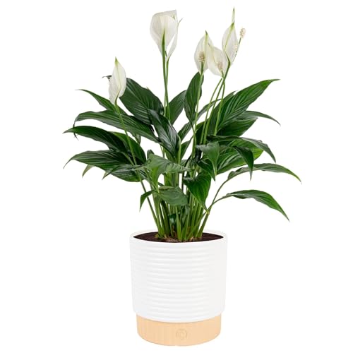 Costa Farms Peace Lily, Live Indoor Plant with Flowers, Easy to Grow Houseplant in Decorative Pot, Potting Soil, Thinking of You, Get Well Soon Gift, Room Decor, 1 Foot Tall