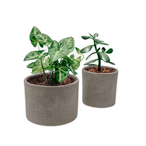 Elly Décor Set of 2 Ceramic Planters 5 and 4 Inch Indoor Succulent Pots