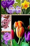 Spring Flowers Small Blank Journal Anything Book With Pretty Crocus Watermark