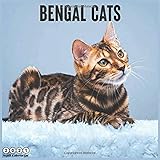 Bengal Cats 2021 Wall Calendar Official Domesticated Cat Breed Calendar 2021 18 Months
