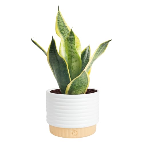 Costa Farms Sansevieria Snake Live Indoor Plant, 8-Inch Tall, Grower's Choice, White-Natural Décor Planter